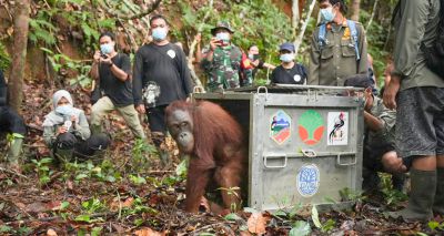 Orangutans successfully released back into the wild